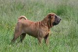 SHAR-PEI 921